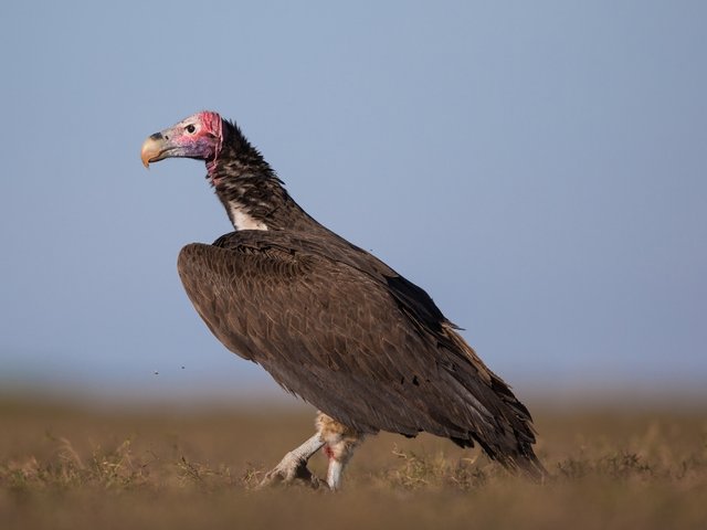 Lappet-faced Vulture 05.jpg