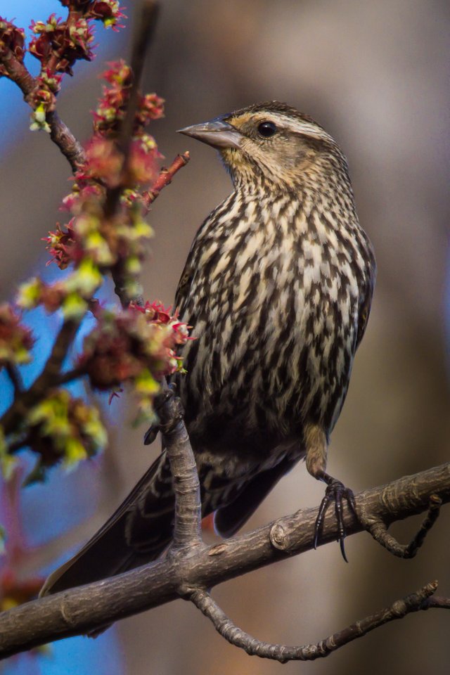 feathered friends (8).jpg