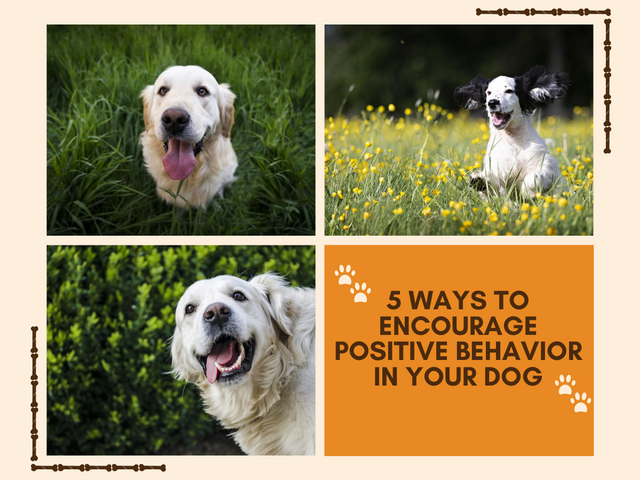 5 Ways to Encourage positive behavior in your dog.png