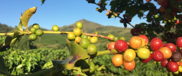 ferrugem-do-cafe-giro-rural.jpg