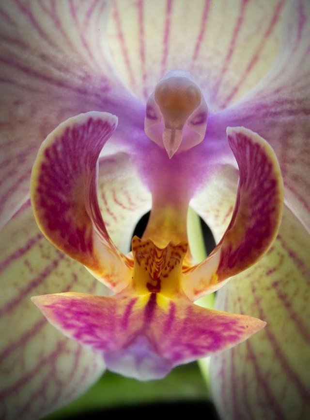 Unusual-Flowers-Orchids-Monkeys-People-04.jpg