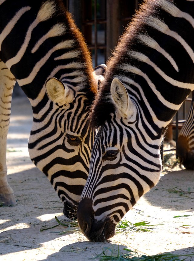 Zebra (1 of 1).JPG