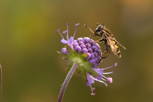 hover-flying-2782862_1280.jpg