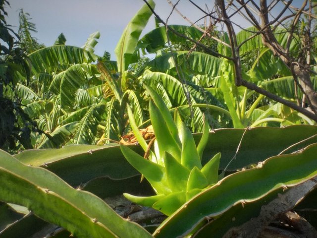 dragon fruit4.jpg