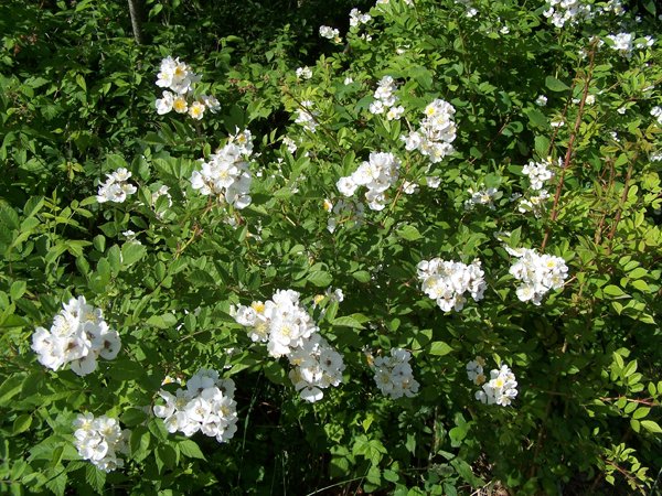 Multiflora rose1 crop June 2018.jpg