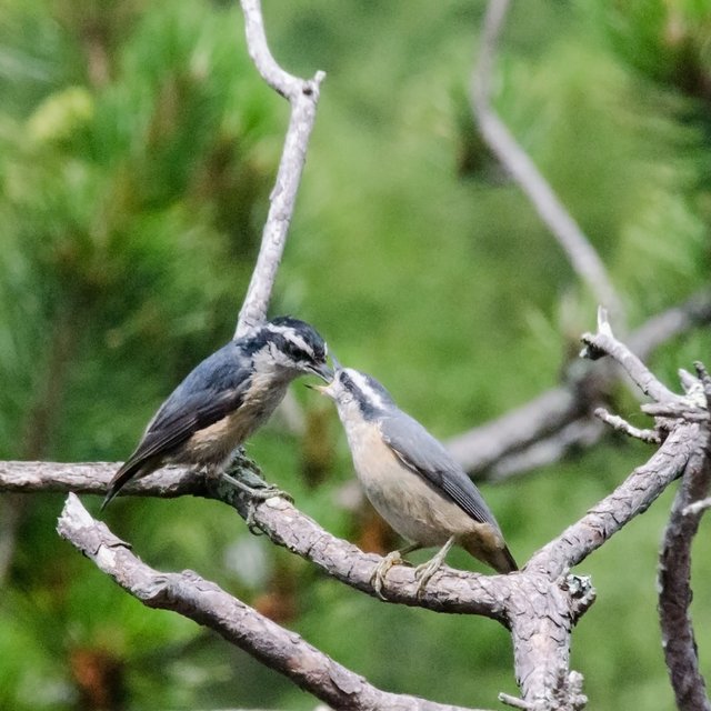 Nuthatch Feed 3.jpg