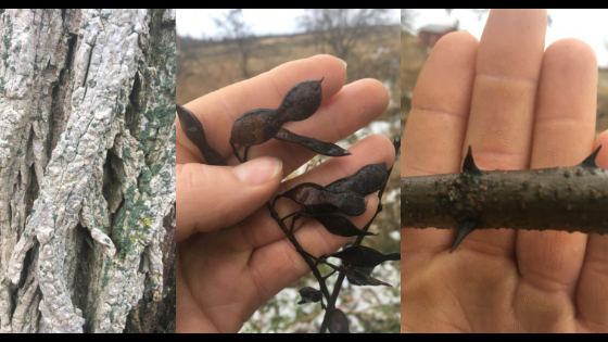 Black Locust Seed Pods.png
