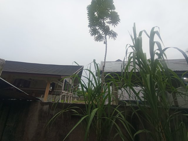 IMG_20250616_074910.jpg