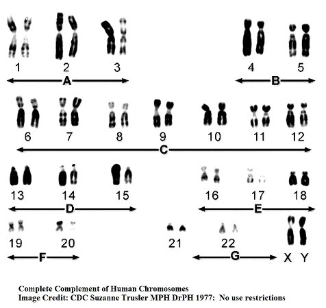 human chromosomes3 complete complement2.jpg