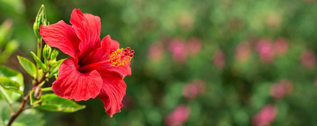 Hibiscus1565773816196.jpg