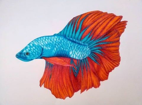 bettafish.jpg