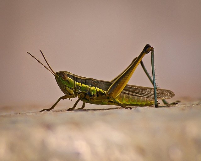 grasshopper-491070_1280.jpg
