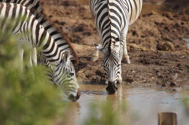 zebras-4695038.jpg