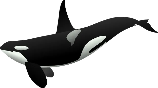 orca-23182_1280.webp