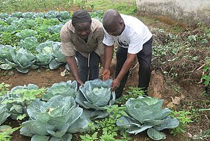 food_agriculture2_38041.jpg