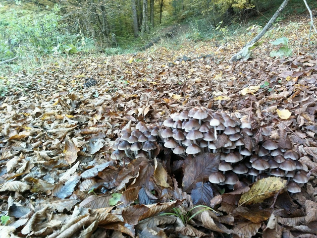 Hidden shrooms under the forest