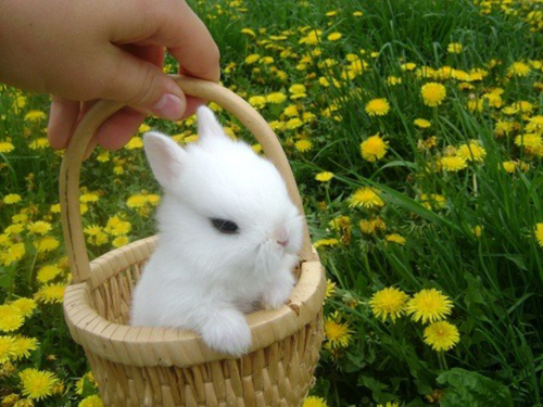 162622-Cute-Bunny-In-A-Basket.png