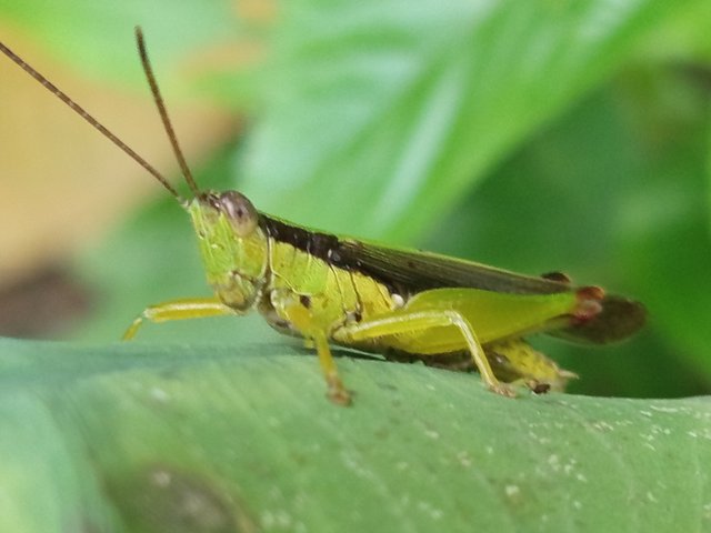 ঘোড়াপোকা (6).jpg