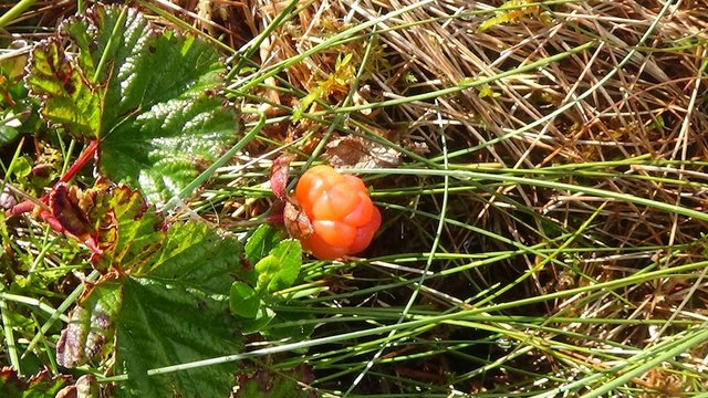 64 Gorgeous peach-coloured cloudberry.jpg