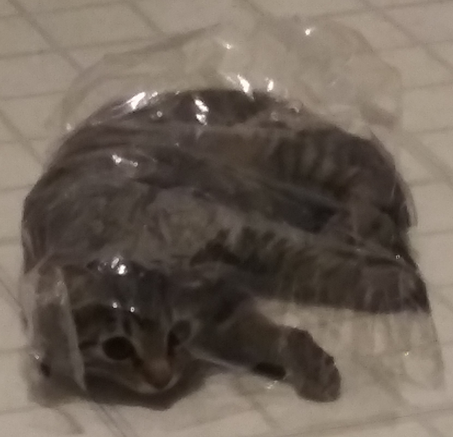 Sherlock peeking out of a clear plastic bag