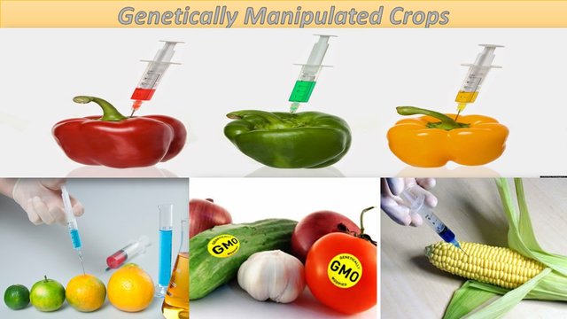 Genetically-Modified-Crops.jpg