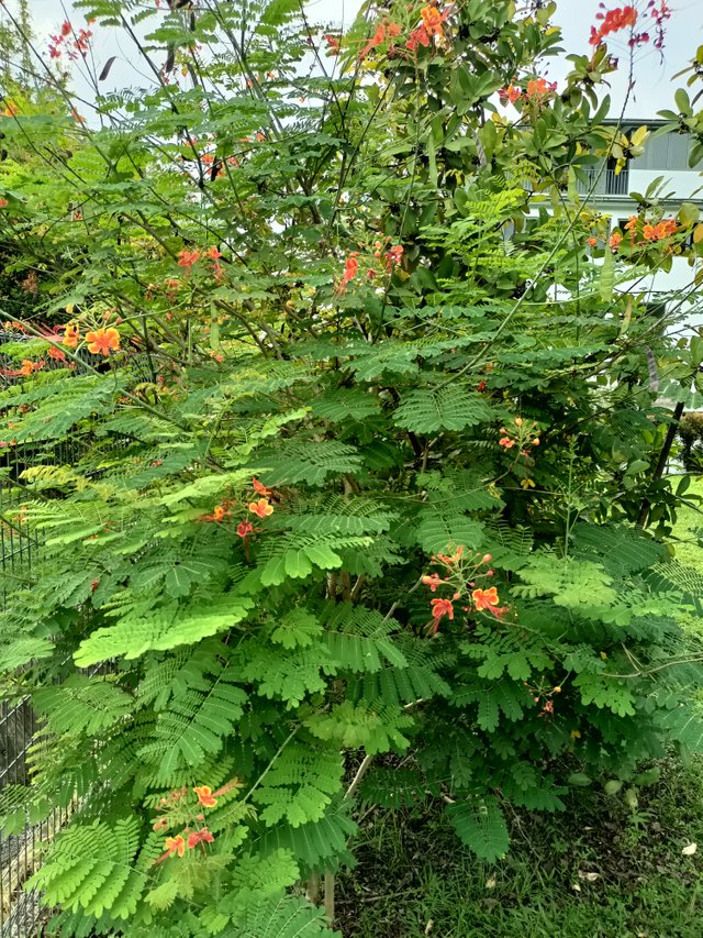 2 Caesalpinia pulcherrima 2.jpg