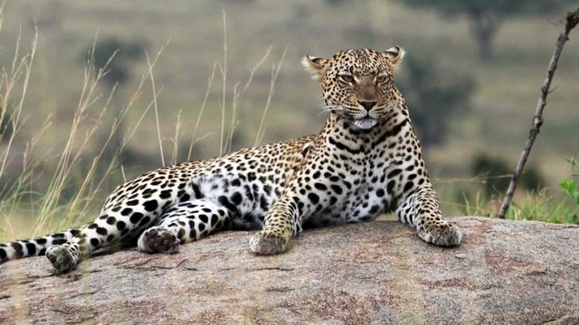 Best 10 Reasons for Choosing Tanzania for African Safari Tours.jpeg