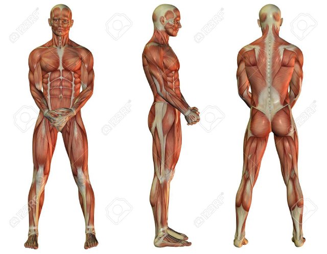 21439001-illustration-of-male-muscle-structure-when-standing.jpg