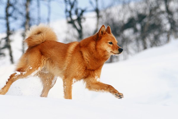 cho-san-tho-finnish-spitz-14-giong-cho-dep-nhat-the-gioi-1.jpg