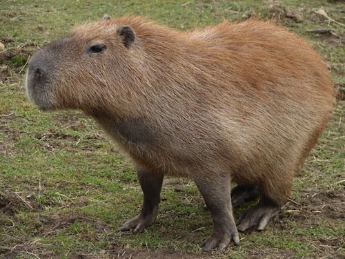 capybara.jpeg