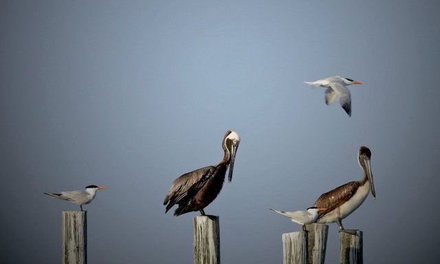 pelicans2FINAL.jpg