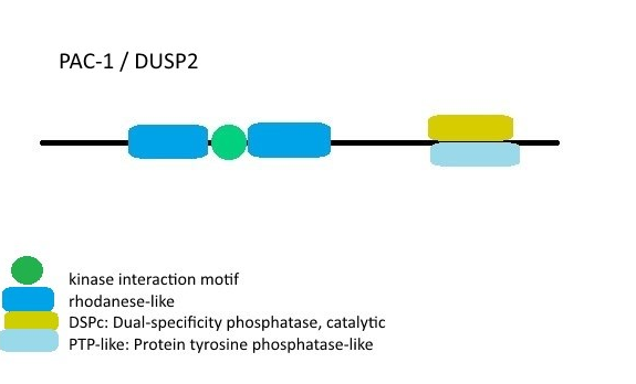 DUSP_2_domain_structure.png