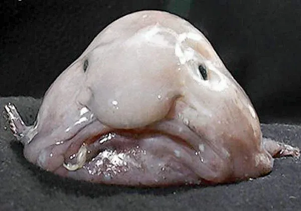 Weirdest-Animal-Blobfish.png