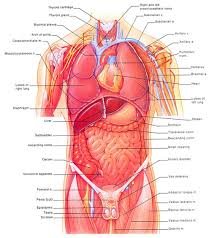 body thorax organs.jpg