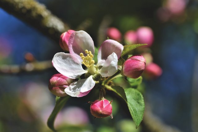 apple-blossoms-4159454_1920.jpg