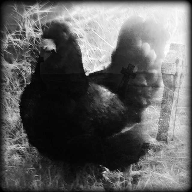 goth chicken 2.jpg