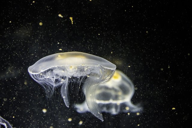 jellyfish-1838613_1280.jpg