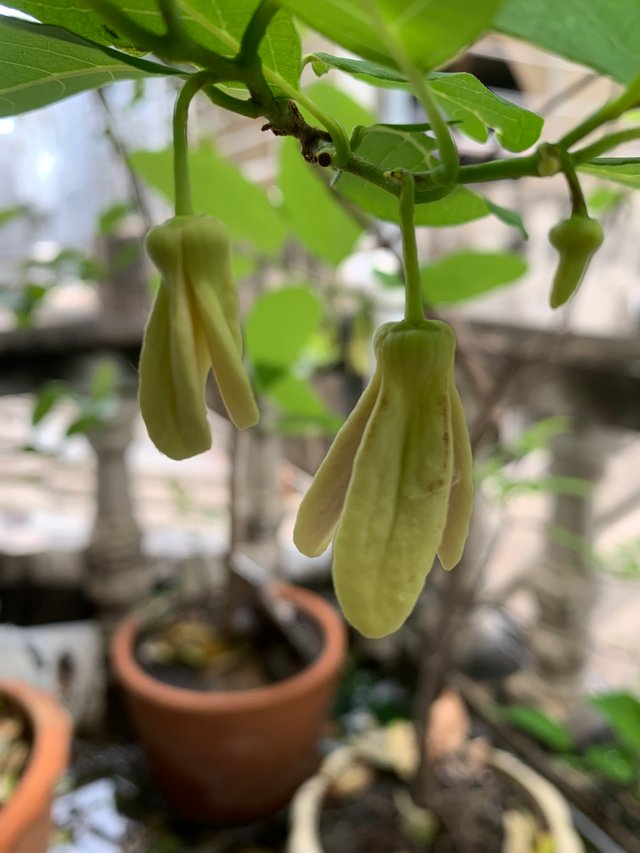 my little garden3.jpg