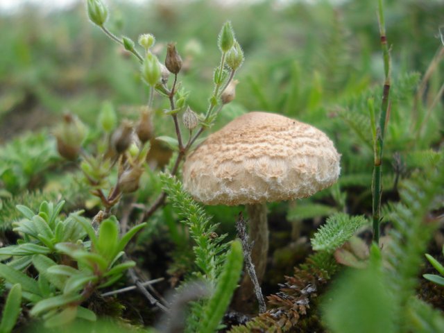fungi.JPG