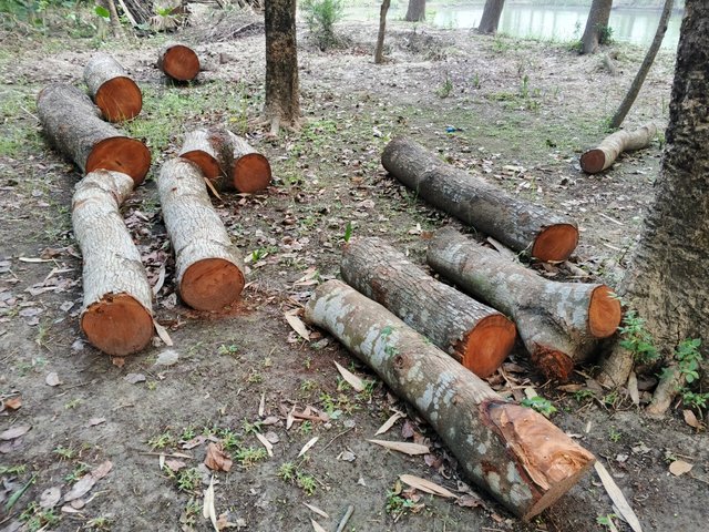 IMG_20250429_063218_900.jpg