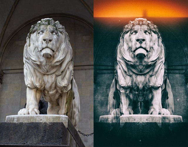 lion-compare.jpg