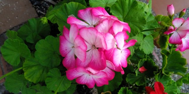 IMG_20240912_170807.jpg