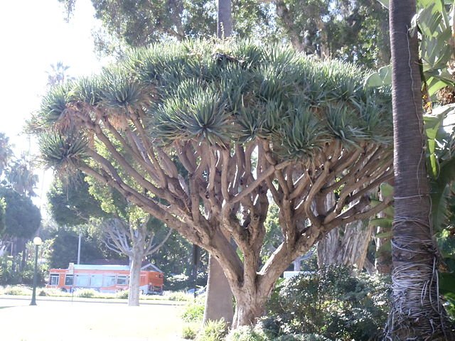 640px-Dragon_Tree_in_the_Will_Rogers_Memorial_Park_in_Beverly_Hills,_California.JPG