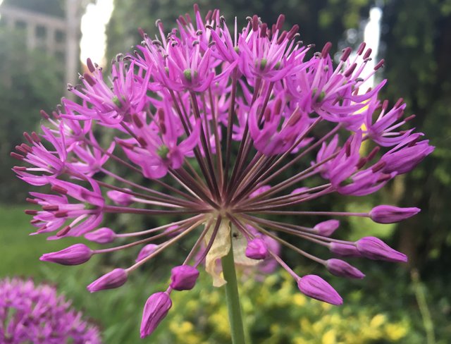 Allium Follow up 3 copy.jpg