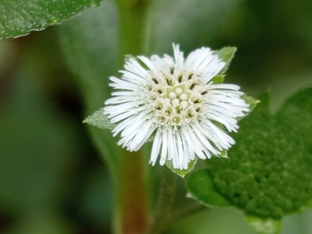 flower (4).jpg