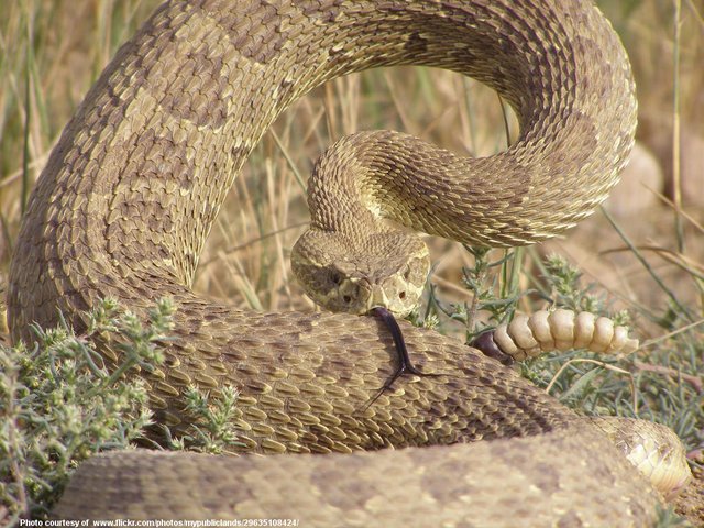 Rattlesnake-001-071518.jpg