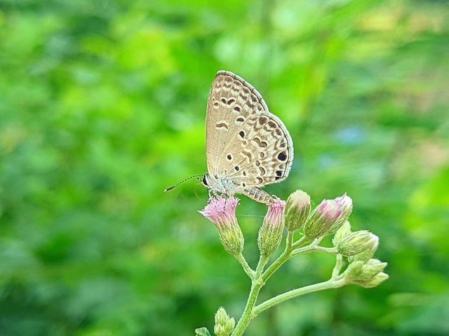 RIYAN_20240612_151748_🦋Macro Bee pro (LMC17) by Riyan (1).PORTRAIT.jpg