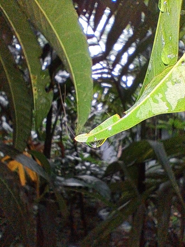 20250609_182349.jpg