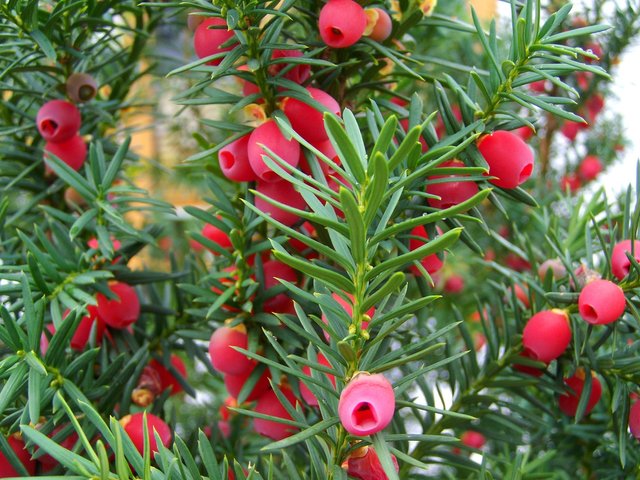 yew-tree-fruit-971456_1920.jpg