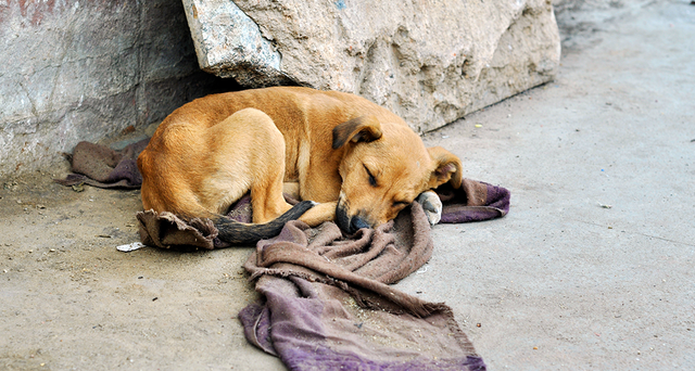 Díadelperrocallejero.png